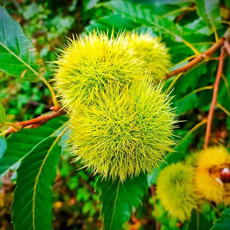 Dom wakacyjny A Casina Do Anselmino Celanova