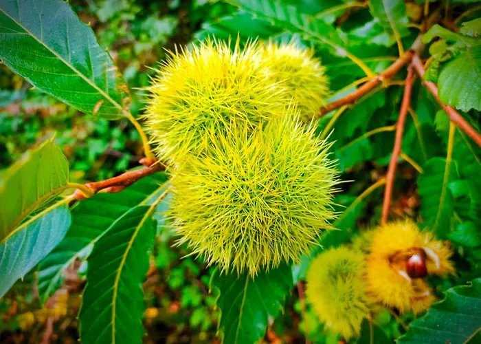 Semesterbostad A Casina Do Anselmino Celanova